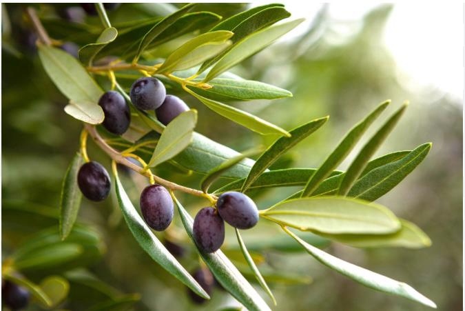 Olive branch with ripe olives — the heart of our soap-making